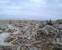 Driftwood.2.JPG (64780 bytes)