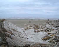 Driftwood.3.JPG (52465 bytes)