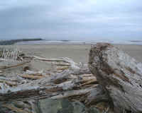 Driftwood.4.JPG (51762 bytes)