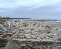 Driftwood Cal.1.JPG (57078 bytes)