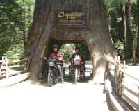 Giant Redwood.2.JPG (66880 bytes)