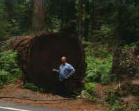 Redwood.JPG (54261 bytes)